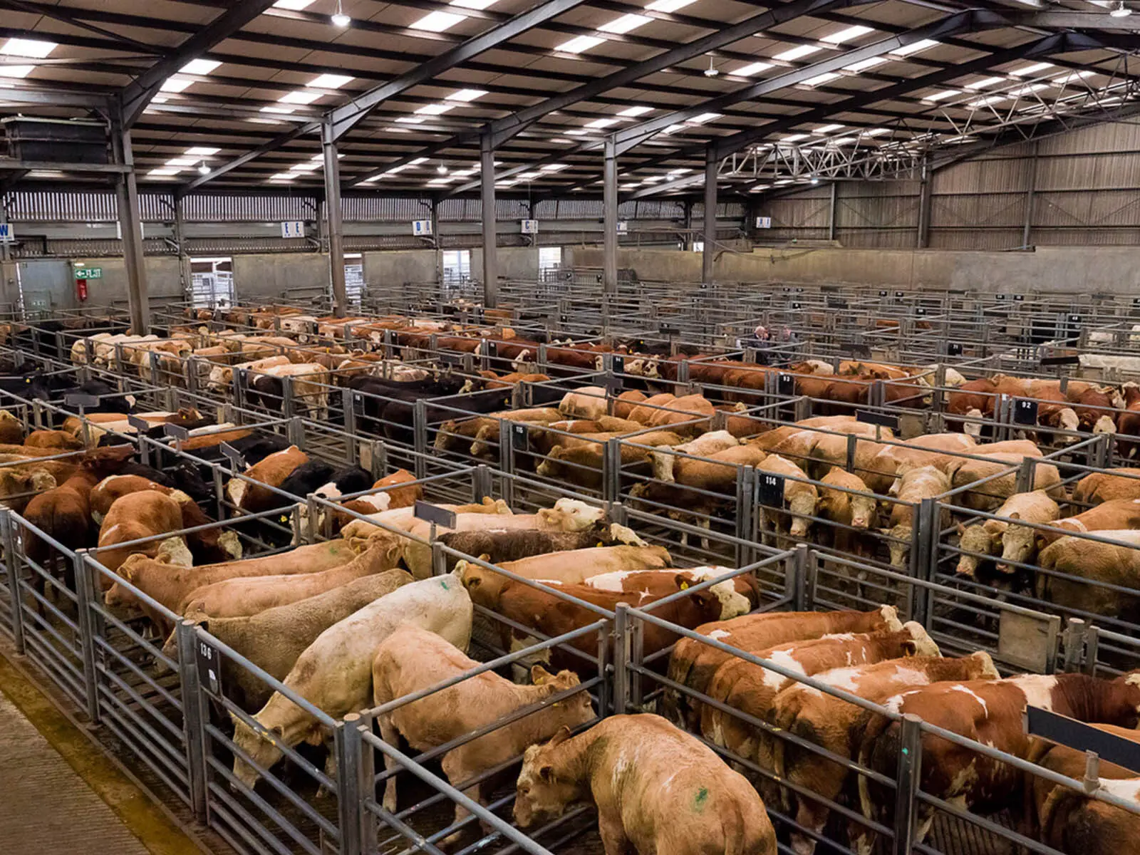 cows locked in an industraial pen