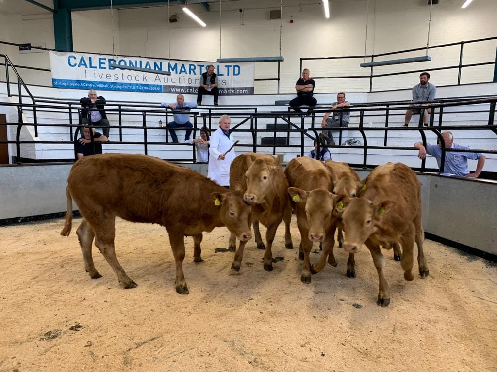 Calf at Cally Mart Stores