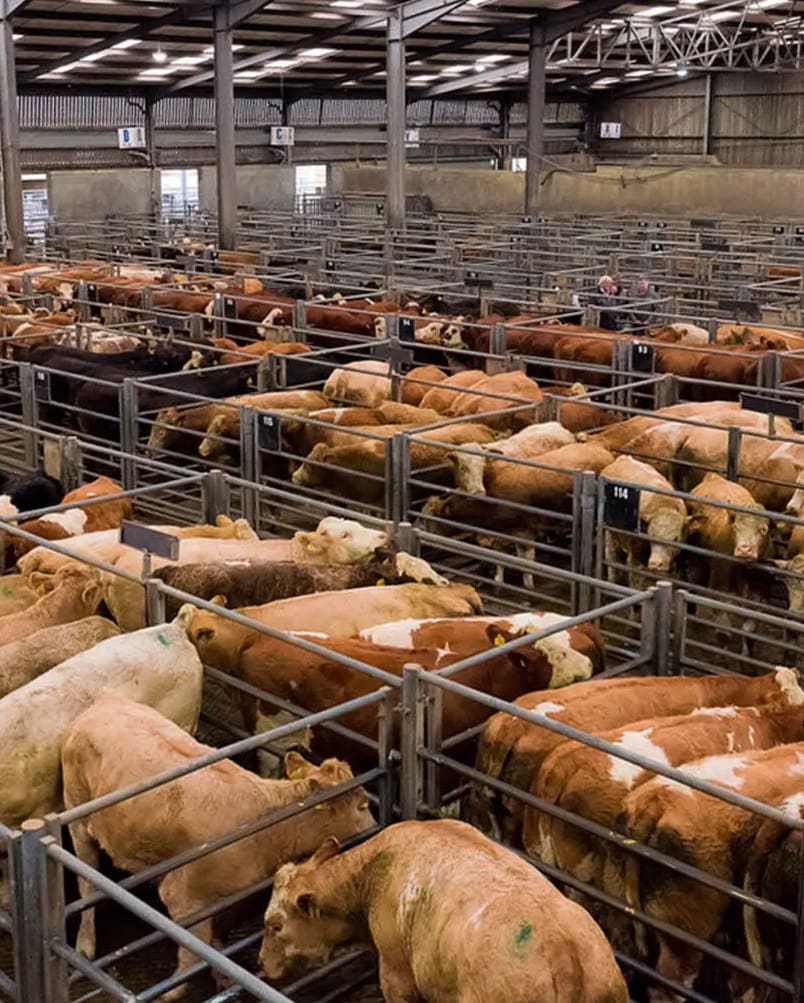 cows in a pen