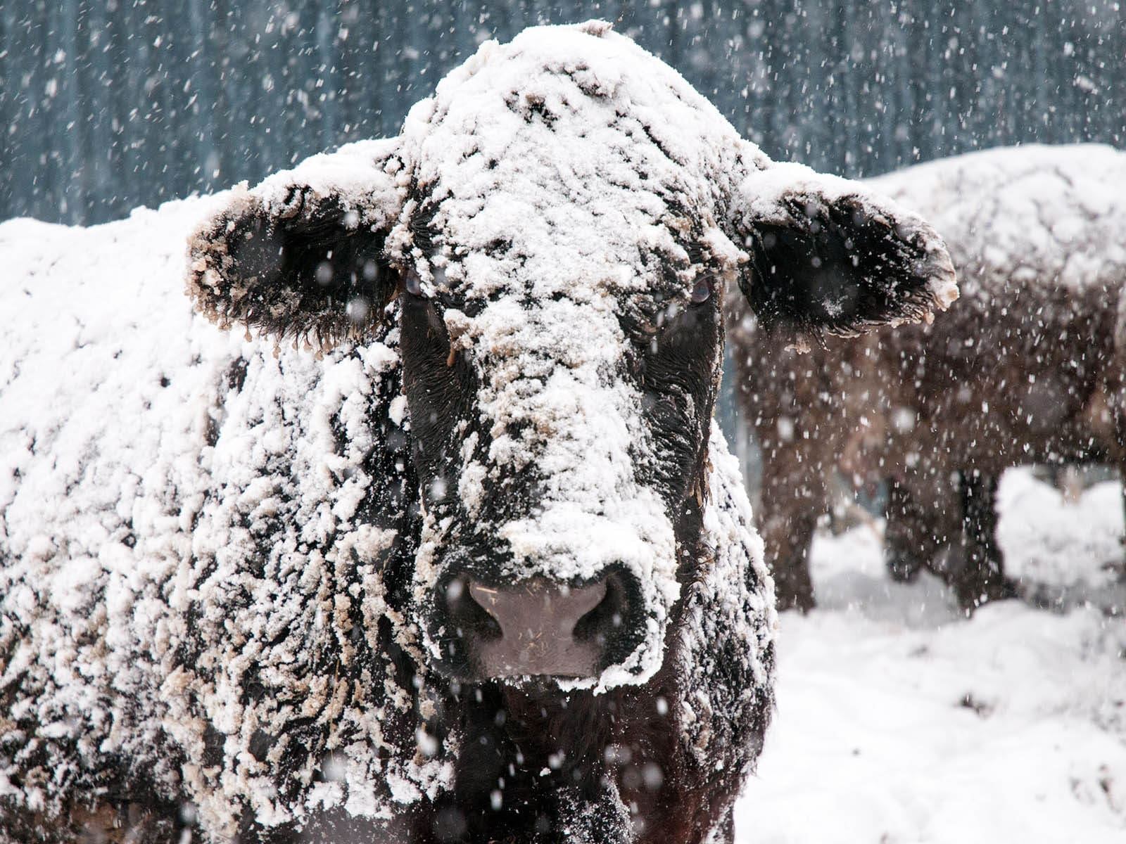 Cow covered in snow in the depths of a Scottish winter