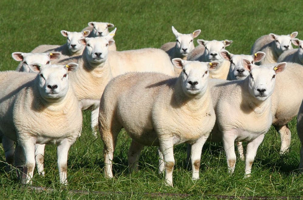 lambs gambolling in a field
