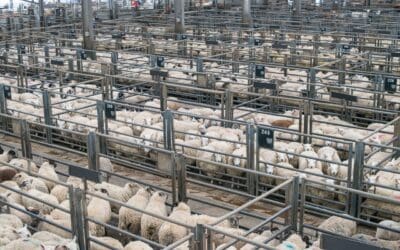 IAAS welcomes agreement on TSE regulations for sheep ageing