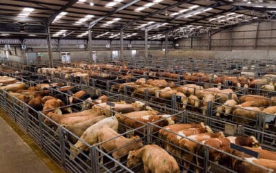 Auction marts trade as normal despite coronavirus outbreak