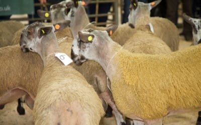 IAAS calls for separate Scottish agreement on TSE regulations for sheep ageing