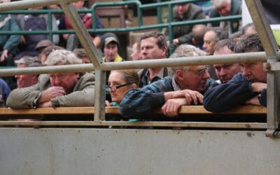Live export of livestock crucial for competitive marketplace, according to IAAS