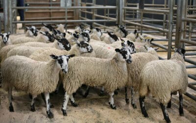 Scottish marts secure £482m in livestock sales