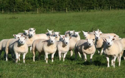 Reminder of VAN Requirement for Non-Assured Livestock