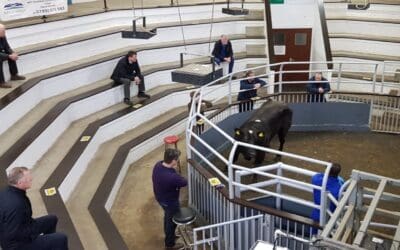 No change to auction mart guidelines as Scotland moves through lockdown phases