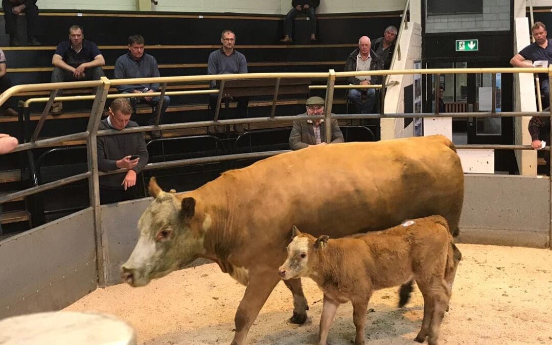 Conditionality will be the straw that breaks the beef sector’s back