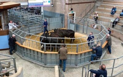 United call on farmers to play it safe at marts as Autumn sales get underway