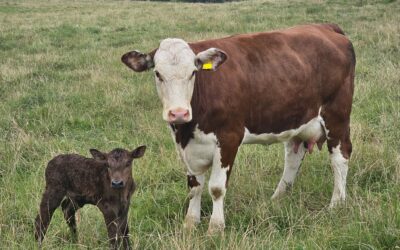 IAAS reacts to Scotland’s Bluetongue Changes